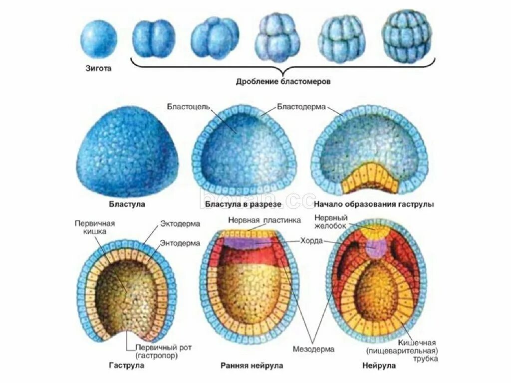 Схема эмбриогенеза ланцетника название какой его стадии. Этапы онтогенеза гаструла бластула. Гаструла нейрула. Развитие эмбриона бластула. Зигота бластула гаструла.