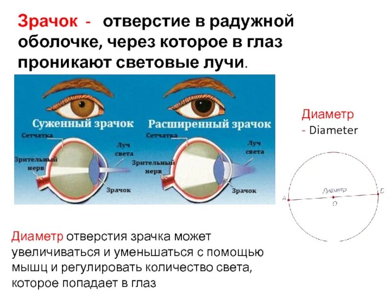 Как изменяется диаметр. Размеры зрачка глаза. диаметр зрачка глаза. диаметр зрачка регулирует. нормальный зрачок и расширенный.