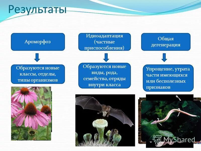 Лабораторная работа ароморфозы и идиоадаптации. Лабораторная работа ароморфозы и идиоадаптации. Выявление ароморфозов у растений таблица. Лабораторная работа ароморфозы у растений. Выявление ароморфозов у растений.