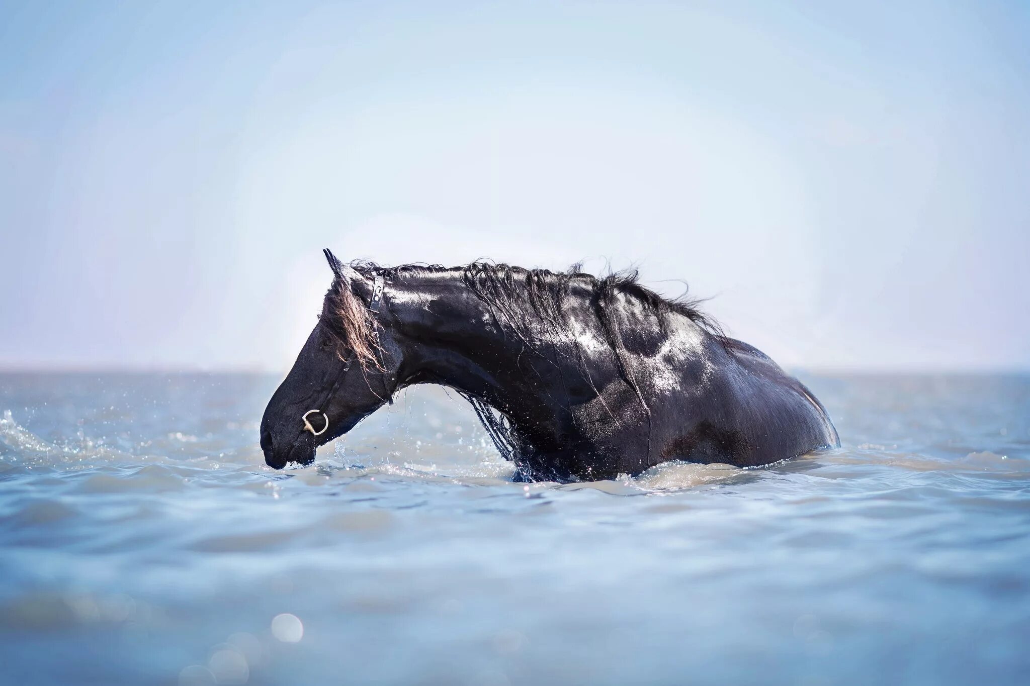 White Horses Of The Camargue Photography Holiday