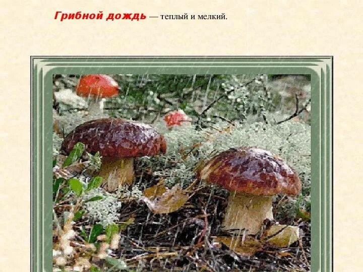 Грибной дождь содержание чем закончился. Грибной дождь. летний грибной дождь. информация про грибной дождь. стих про грибной дождь.
