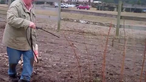 Малина обработка осенью от вредителей и болезней