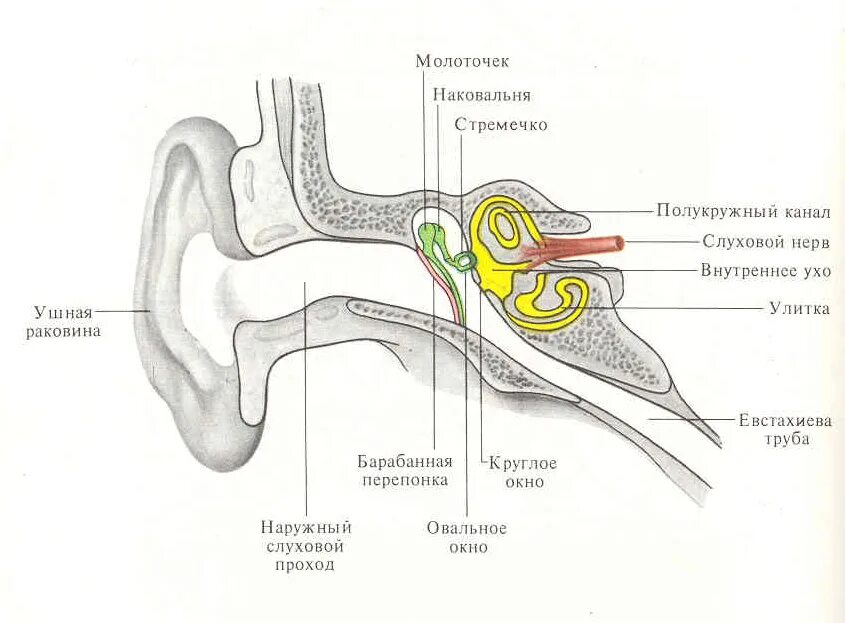 Схема слухового анализатора анатомия. Слуховой анализатор строение уха. Слуховой анализатор и вестибулярный аппарат. Строение слухового анализатора человека анатомия. Орган слуха слуховая труба