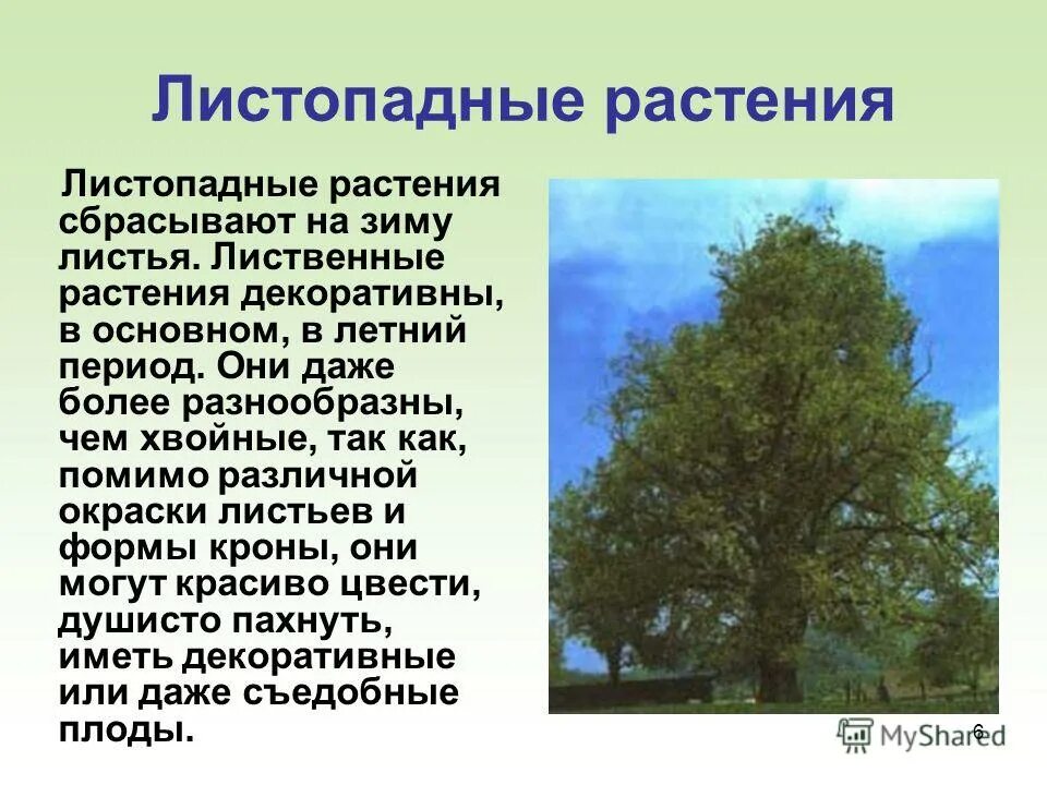 Текст лиственные растения. Листопадные растения. Листопадные растения и их названия. Листопадные растения деревья. Листопадные растения примеры названия.