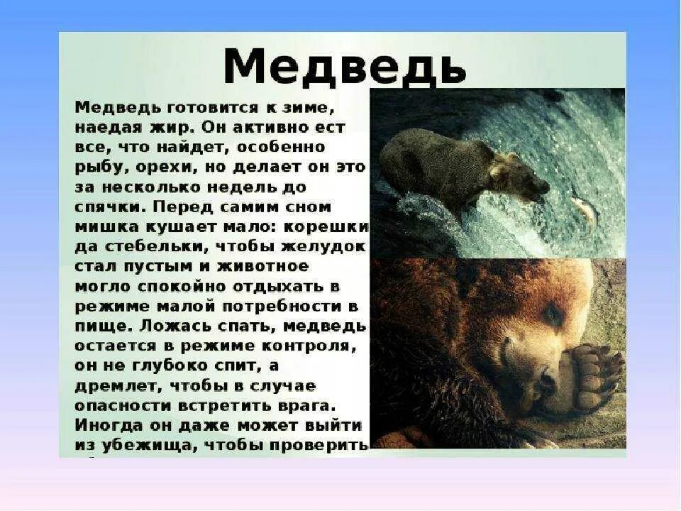 Жизнь про медведя