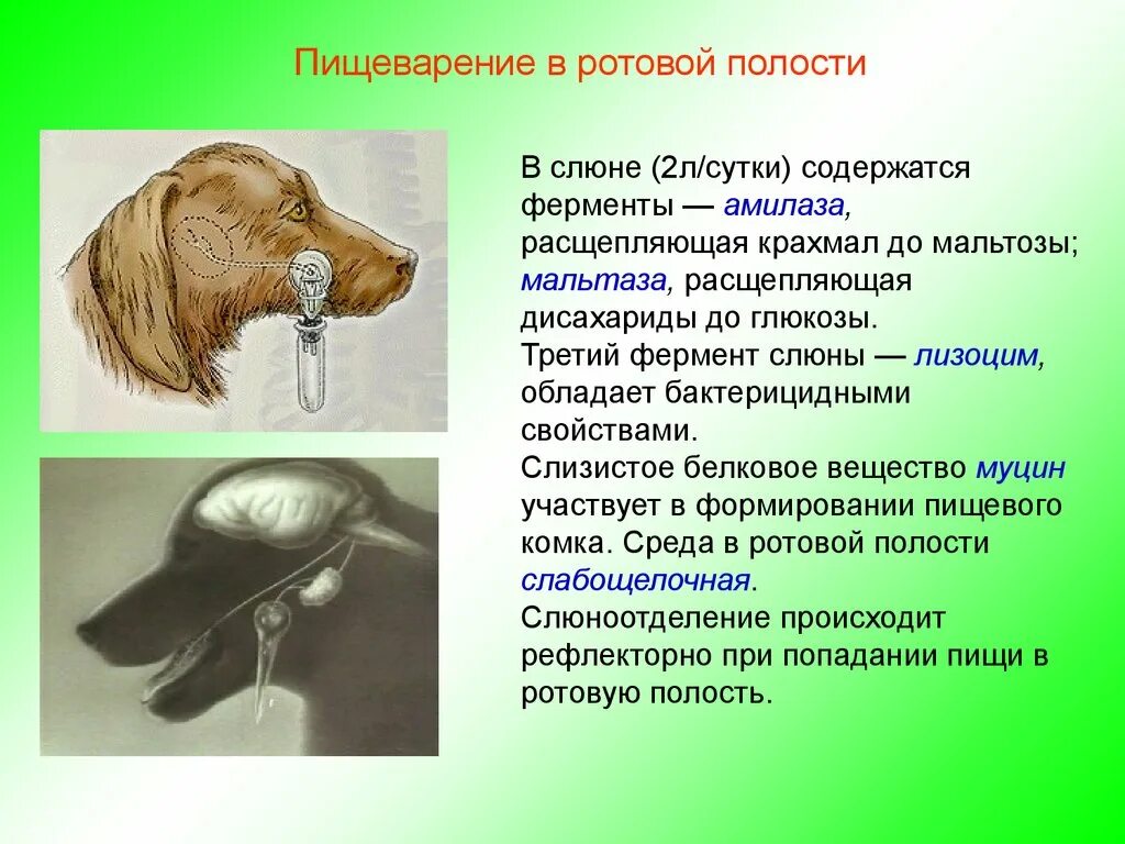 У собаки выделяется слюна. Пищеварение в полости рта животных. Пищеварение в ротовой полости ферменты. Среда слюны в ротовой полости.