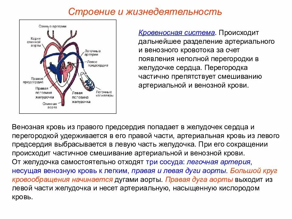 Кровеносная система венозная и артериальная кровь. Спинная аорта у пресмыкающихся. Кровеносная система пресмыкающихся. Система кровообращения рептилий.