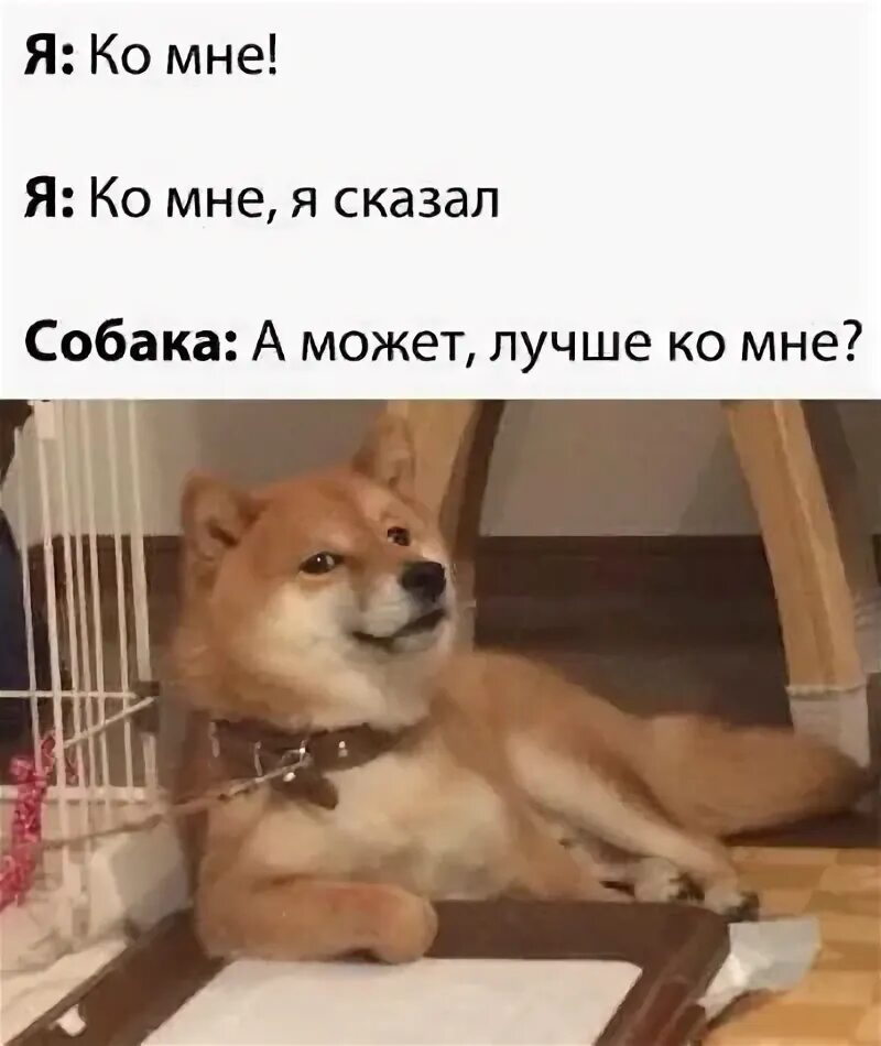 Интернет мемы с собаками Спустя много лет EA возвращаются в Steam