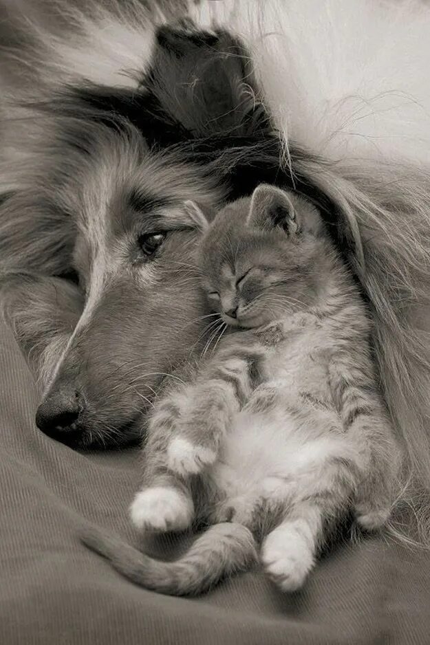 Трогательные животные. Кошки и собаки. Кошка и собака любовь. Спокойной ночи животные.