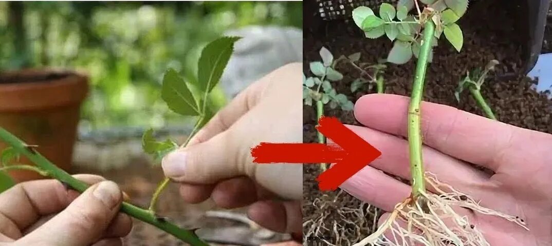 Как вырастить розу из стебля покупной розы. Черенок розы флорибунда. розы корневин черенки. укоренение черенков роз.