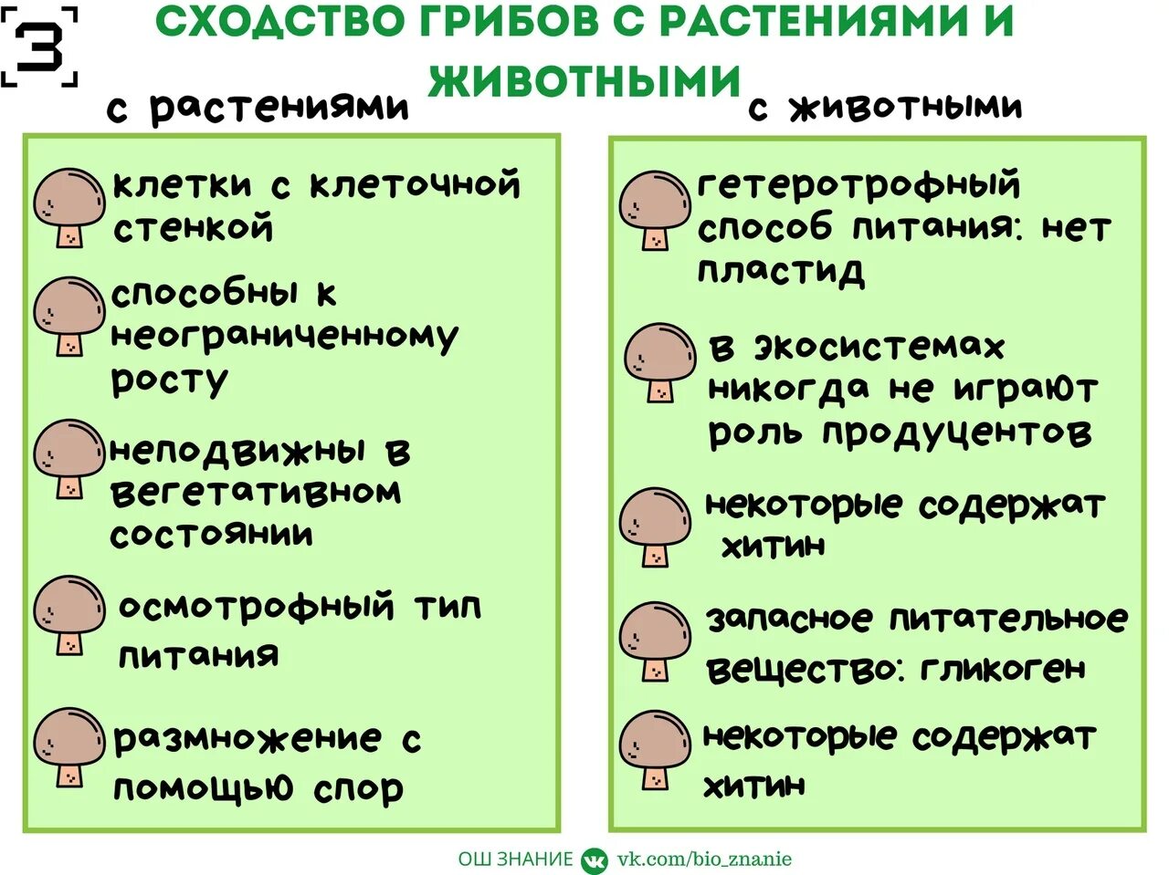 Грибы в отличие от животных ответ. Царство грибы сходство с растениями и животными.