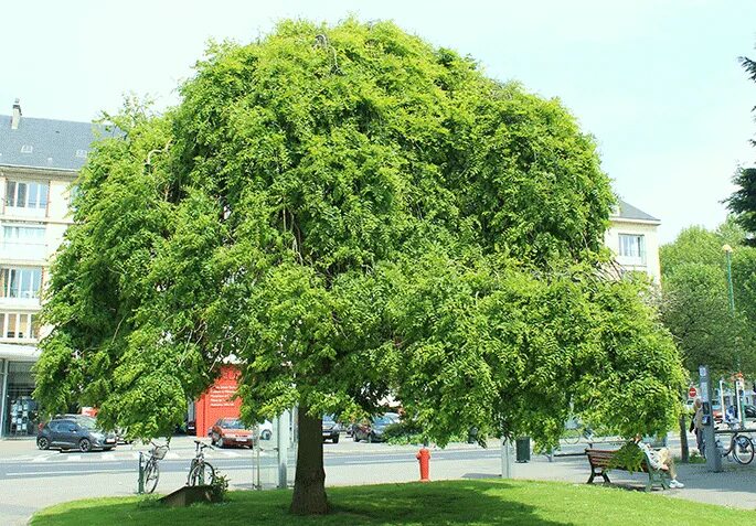 Акация Бессониана (Bessoniana) купить в Москве по цене от - Питомник "Экоплант"