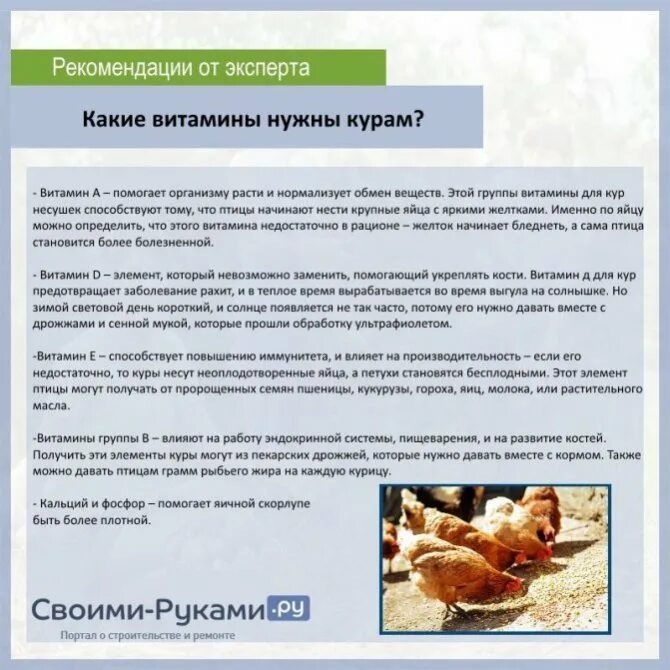 Ракушки курицам как давать правильно. Витамины для кур несушек зимой. витамины курам несушкам. какие есть витамины для курей. какие витамины нужно давать курам.