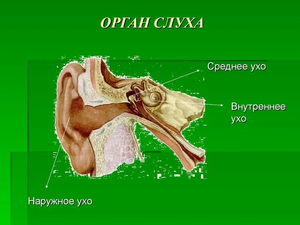 Орган слуха и равновесия ухо. Орган слуха среднее ухо. Орган слуха наружное ухо. Орган слуха и равновесия наружное ухо. Орган слуха и равновесия презентация