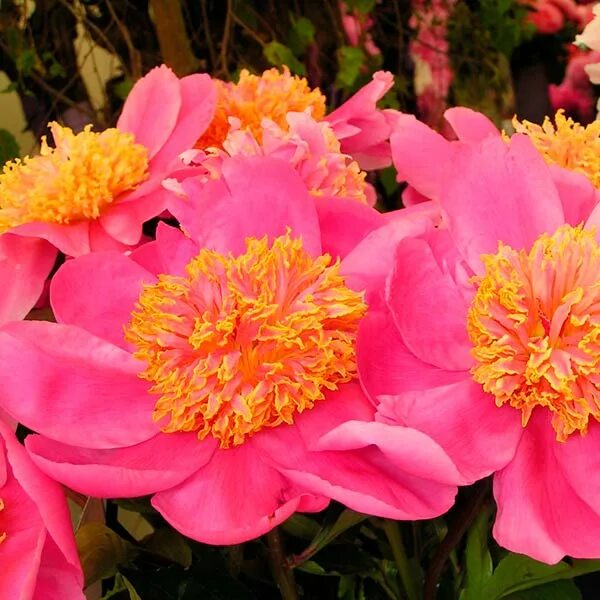 Пион doreen - Дорин Пион 68 фото. 1080x1920wallpapers.com