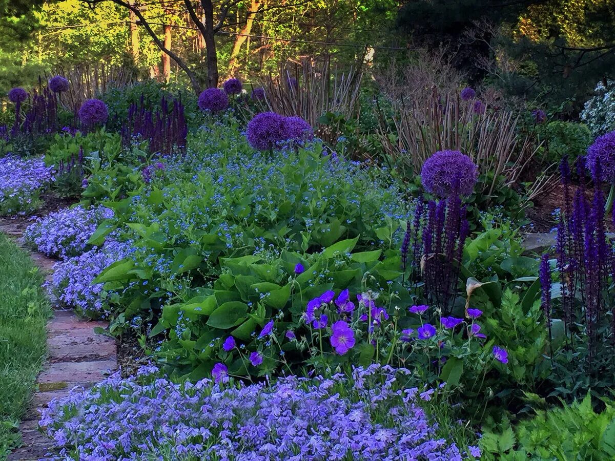 Голландия поля мускари. Флокс шиловидный вдоль дорожек. Дельфиниум король лондона микс. Лобелия низкорослая. Клумба синий.