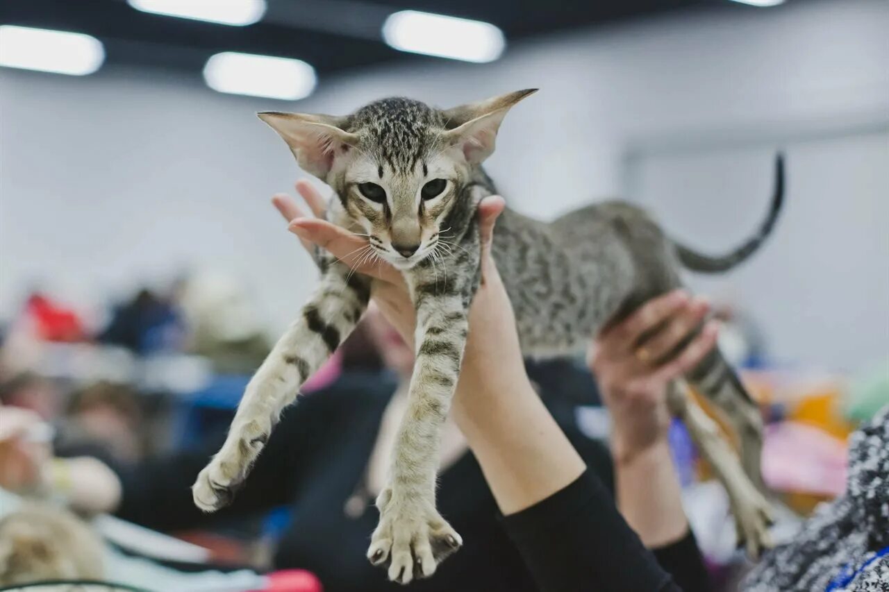 Выставка породистых. Выставка кошек. Выставка котов. Модные породы котов. Выставочные кошки.