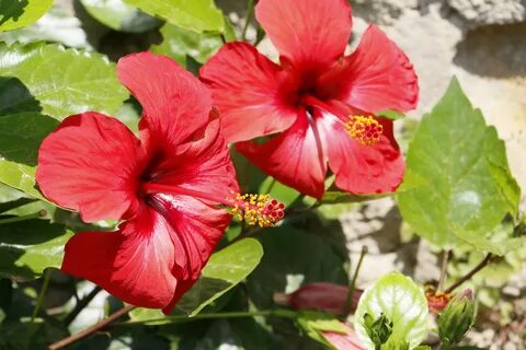 Hibiscus