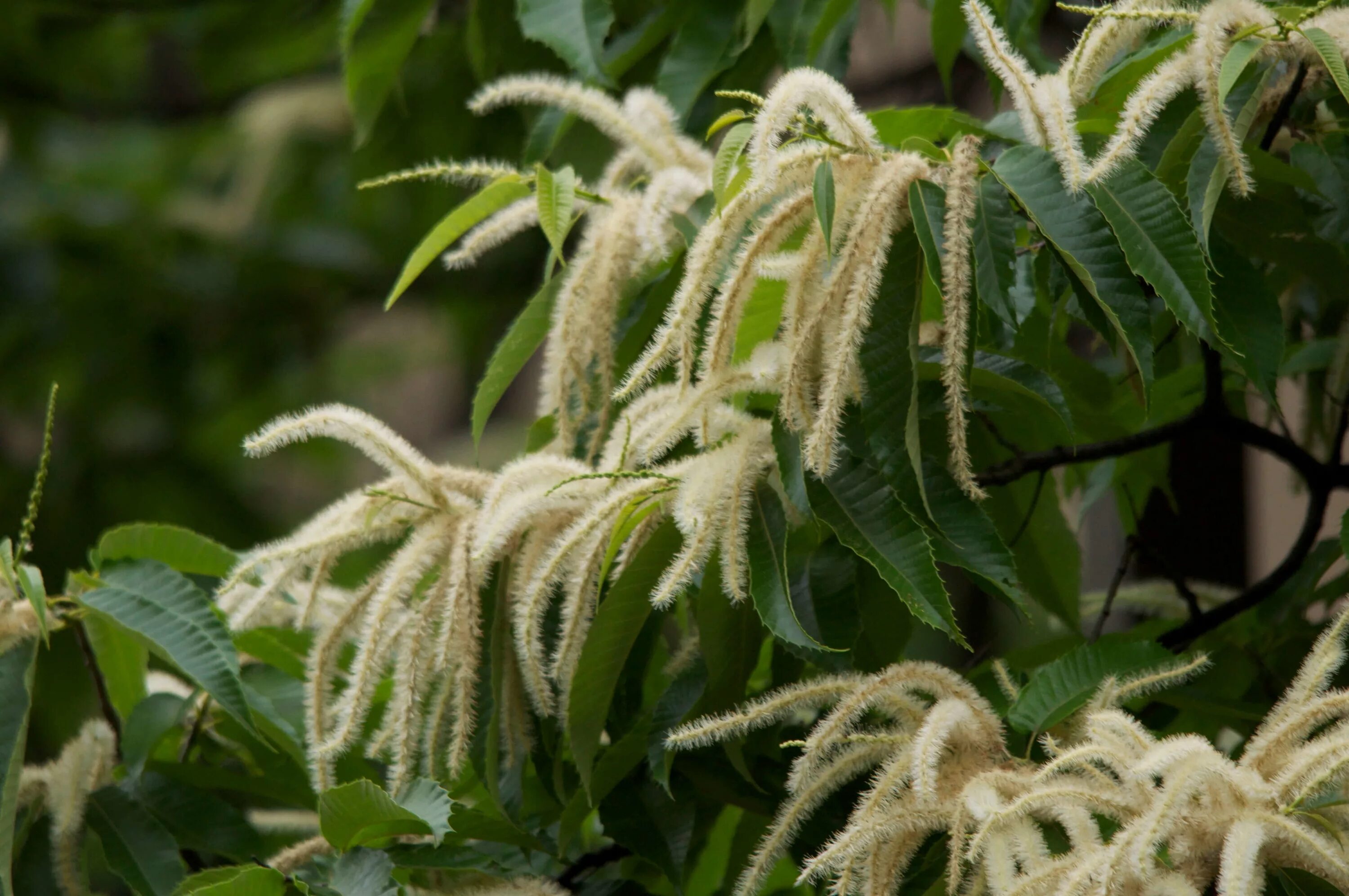 каштан съедобный (посевной) сатива. каштан посевной съедобный. каштан посевной сатива. каштан съедобный (посевной) сатива. каштан съедобный дерево.