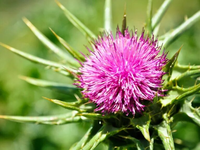 Расторопша волосы. Расторопша силимарин. расторопша milk thistle. расторопша турецкая milk thistle. naturals расторопша.