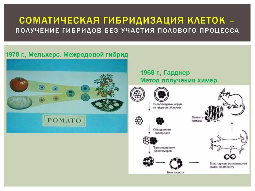 Гибридизация соматических клеток. Метод гибридизации соматических клеток. Соматическая (клеточная) гибридизация. Гибридизация клеточная инженерия. Получение гибридов на основе соединения клеток