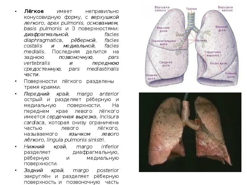 Париетальная и висцеральная плевра лёгких. Легкие реберная поверхность. Поверхности и края лёгких. Язычок левого легкого. Рёберная поверхность лёгкого.