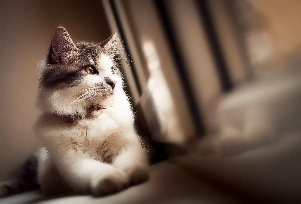 Скучающий кот. Котик ждет. кот тоскует. тоскующий кот.
