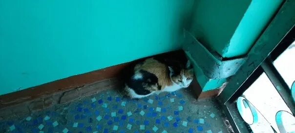 Кот забивается в угол. Найдена трехцветная кошка. кот забился в угол. забитое в угол животное.