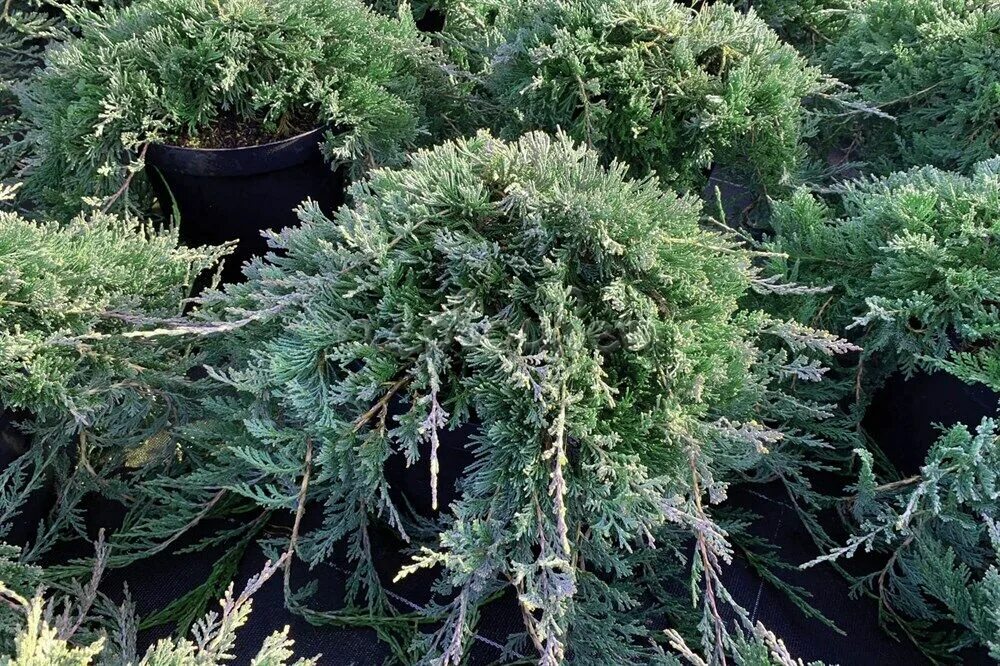 Можжевельник горизонтальный "Гласиер" - Juniperus horizontalis "Glacier" и крупн