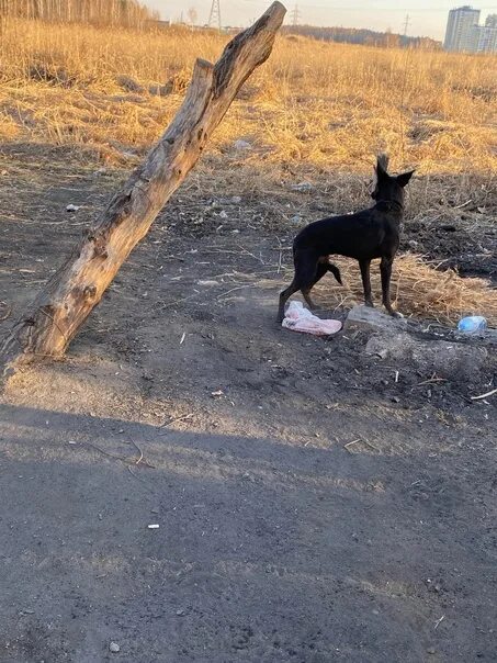 Собака гуляет без хозяина. Выгуливать собаку. Помощь собакам. Собаки превращаются его хозяина.