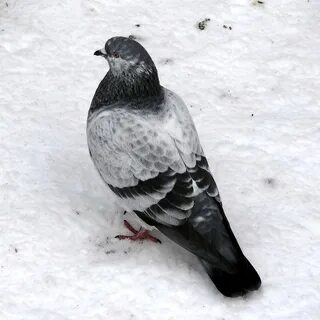 Голубы снежный