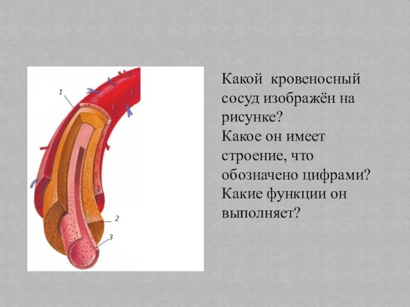 Какой сосуд называется. Какой кровеносный сосуд изображен на рисунке. Какой кровеносный сосуд изображён на рисунке. Какое он имеет строение. Сосуды изображенные на рисунке. Кровеносные сосуды рисунок.