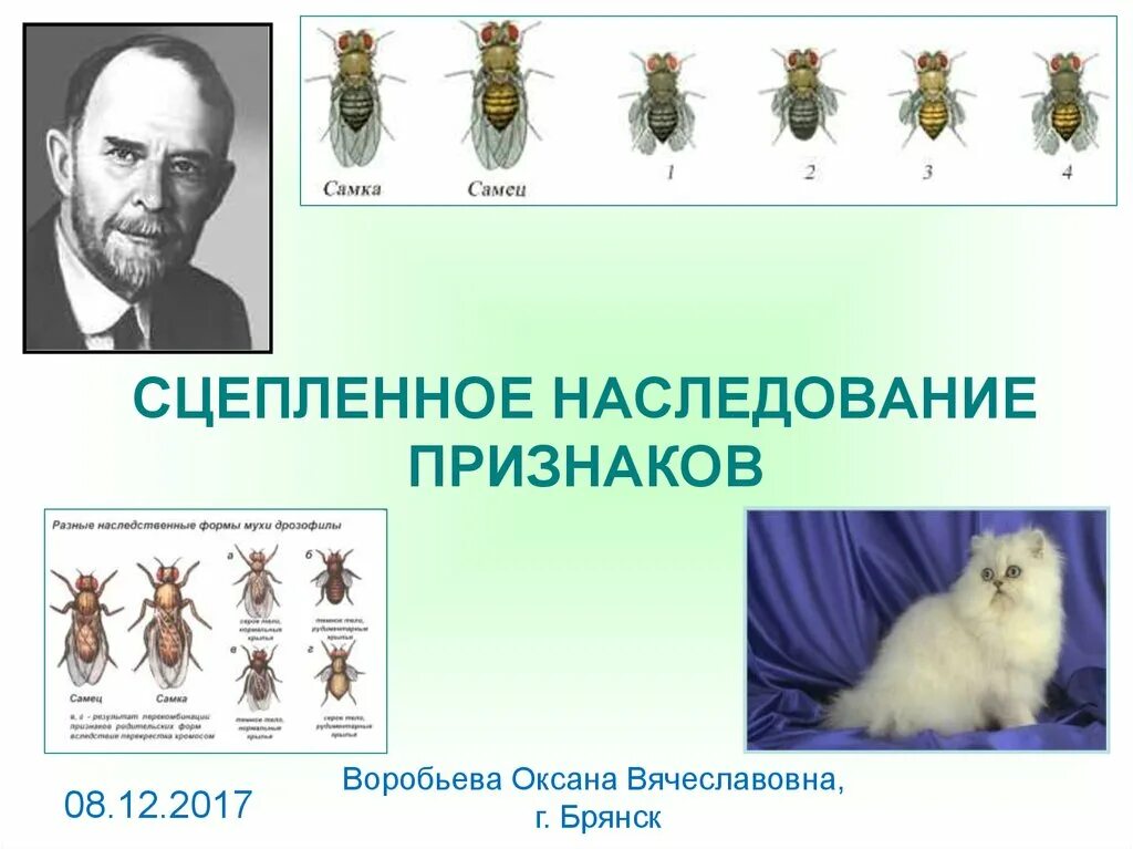 Презентация биология 10 класс сцепленное наследование. Сцепленное наследование признаков. Закон сцепленного наследования. Сцепленное наследование презентация. Морган сцепленное наследование.