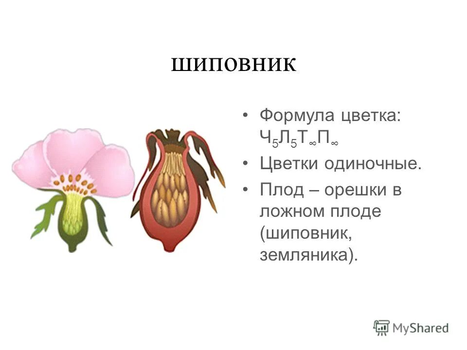 Формула цветка растений семейства розоцветные ответ. Шиповник коричный формула цветка. Формула цветка шиповника 6 класс биология. Формула цветка шиповника биология. Структура плода шиповника.