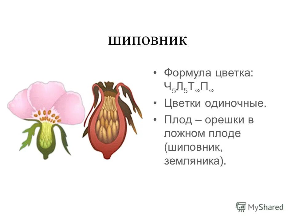 Ч5л5т п какой цветок. Шиповник коричный формула цветка. Формула цветка шиповника 6 класс биология. Формула цветка шиповника биология. Структура плода шиповника.