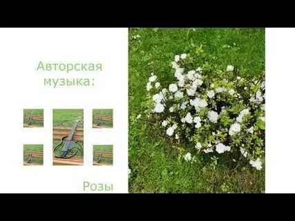 Розы песня рингтон