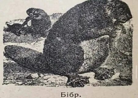 Поляки и бобры мем