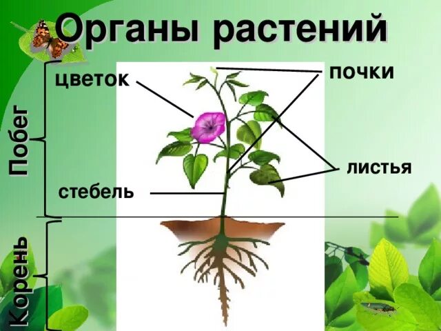 Органы растений рисунок