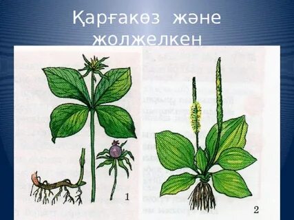 Ақшақармен секс видео