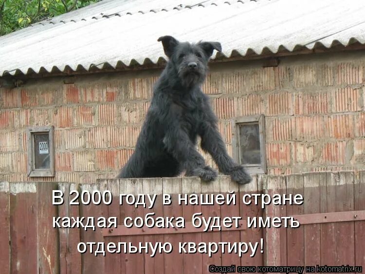 Беря собаку из приюта. Сфоткай типа я хозяин. Злая собака из под забора. У меня тут собака есть. Собака завтракает.