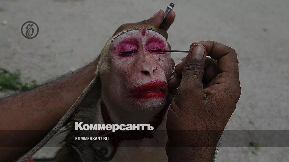 monkey clown