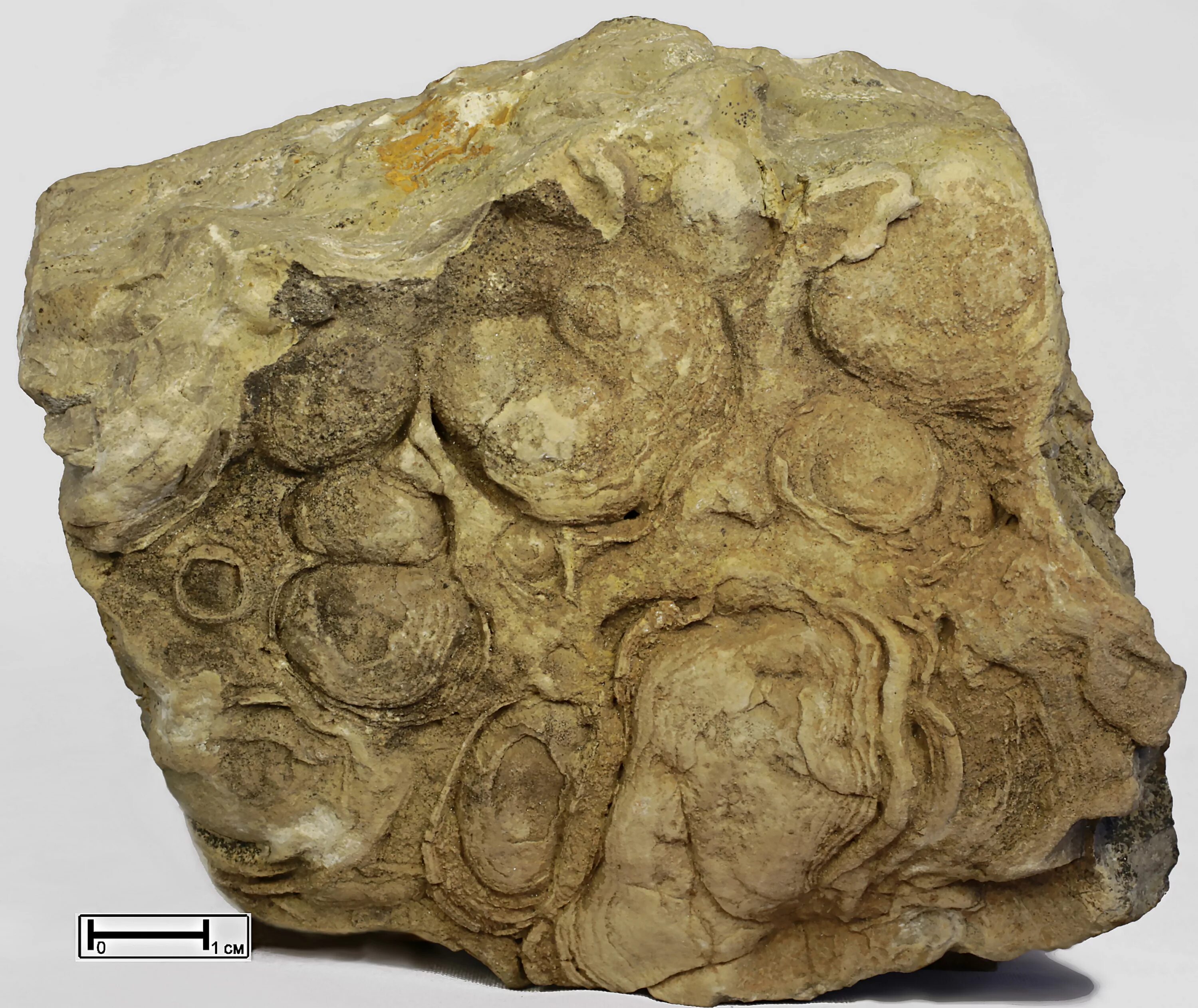 известковый ил. известковый ил. горные породы и минералы известняк. фораминиферы ордовик. выветрелый известняк.