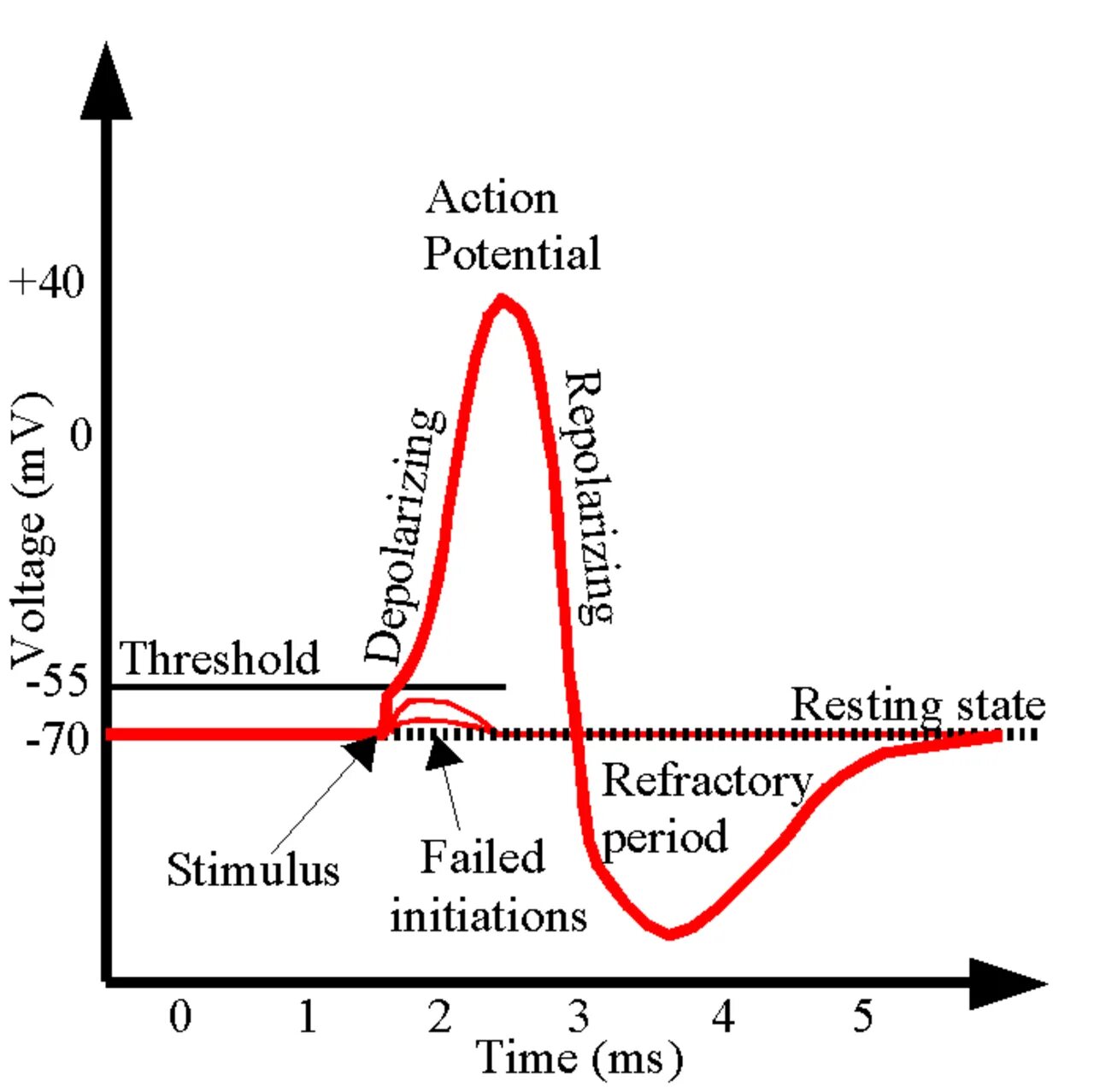 Потенциал действия. Action potential. Реполяризация потенциал действия. Потенциал действия рисунок.