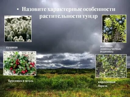 Какие из перечисленных растений характерны для тундры