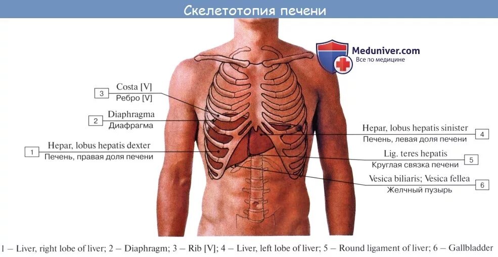 Печень ребром. Печень анатомия человека скелетотопия. Топография печени скелетотопия. Границы печени скелетотопия.