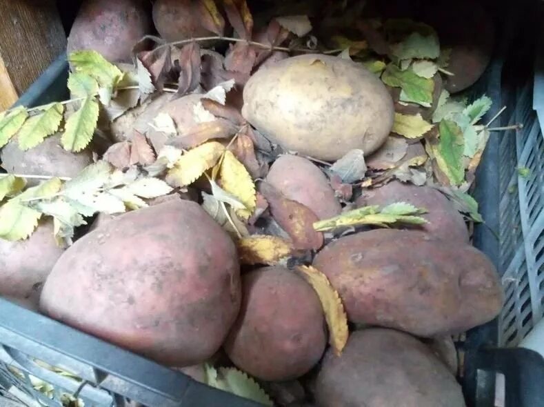 Можно ли сыпать картошку. Картошка в погребе. Картошка в подполе. Хранение урожая. Хранение картофеля в подвале.