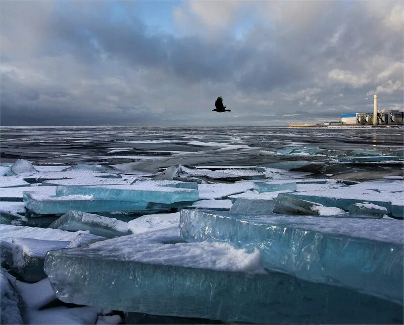 Где пошел лед. Ледоход на финском заливе. Ладожское озеро ледоход. Замерзший финский залив. Финский залив зимой в Питере.