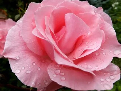 Rose h