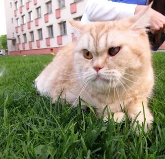 Вася котик