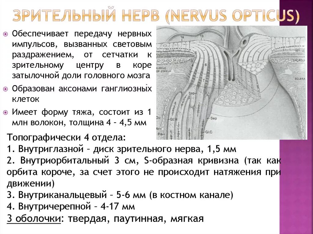 Размеры зрительных нервов. Зрительный нерв строение и функции. Зрительный нерв оптические параметры. Зрительный нерв анатомия и функции. Анатомические отделы зрительного нерва.